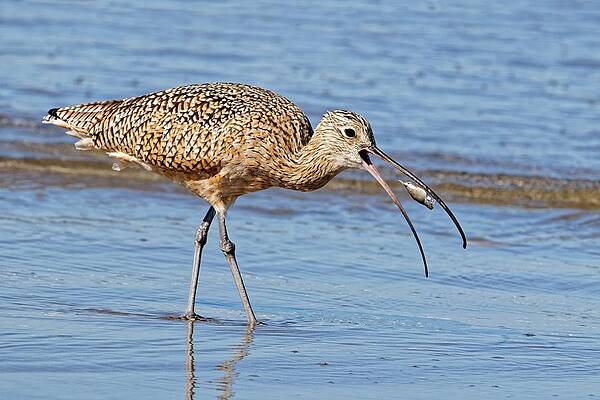 Wildlife Wall Art featuring the photograph The Crab's Demise - Long-billed Curlew by KJ Swan