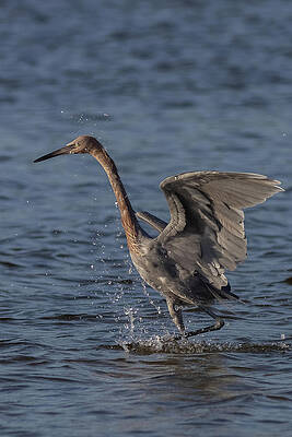 Bird Photograph - The Dance 1 by RD Allen
