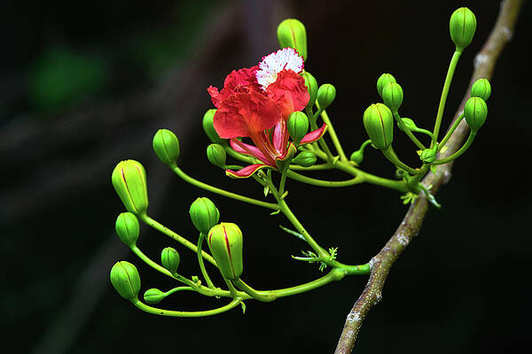 Wall Art featuring the photograph The Delonix Regia by Gian Smith