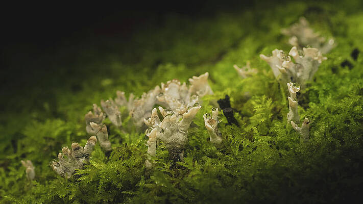 Raw Photograph - The Dew On Candlesnuff by Scott Lyons