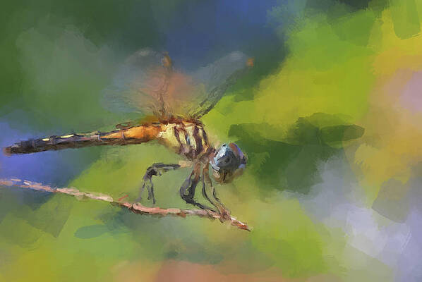 Painting - The Dragon Fly by Gary Arnold