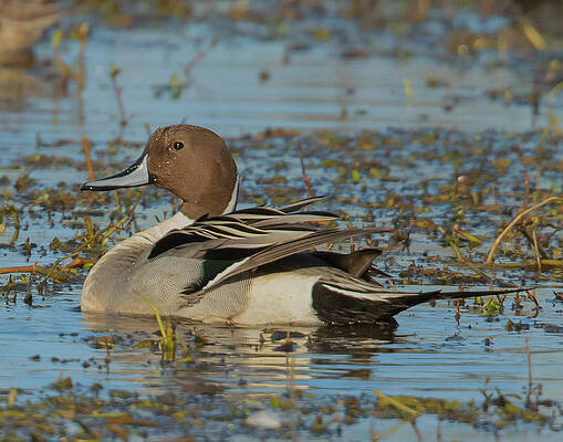 Wall Art featuring the photograph The Drake by Jim E Johnson