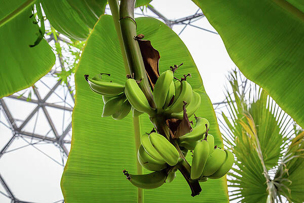 Wall Art featuring the photograph The Eden Project 10 by Cindy Robinson