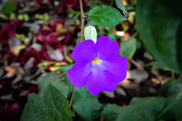 Wall Art featuring the photograph The Eden Project 11 by Cindy Robinson