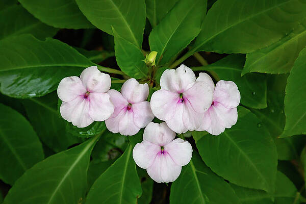 Wall Art featuring the photograph The Eden Project 12 by Cindy Robinson