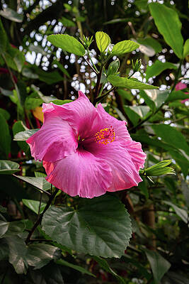 Wall Art featuring the photograph The Eden Project 13 by Cindy Robinson