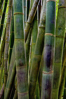 Wall Art featuring the photograph The Eden Project 14 by Cindy Robinson