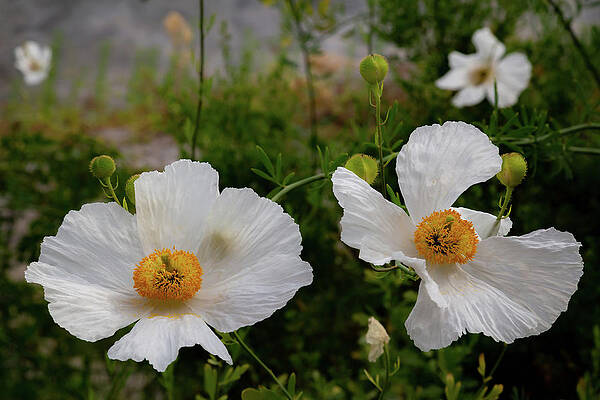 Wall Art featuring the photograph The Eden Project 2 by Cindy Robinson