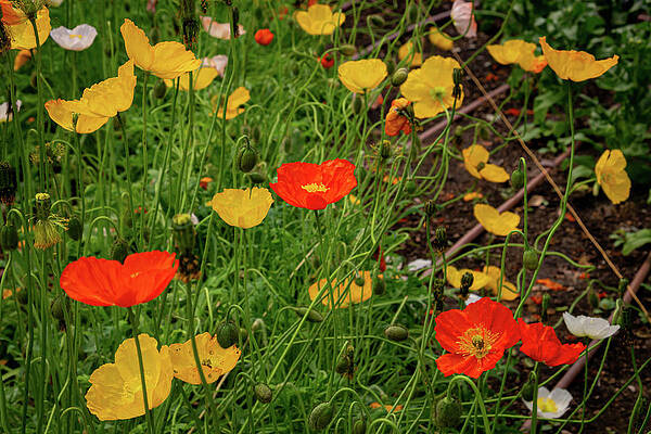 Wall Art featuring the photograph The Eden Project 4 by Cindy Robinson
