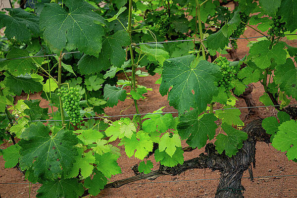Wall Art featuring the photograph The Eden Project 5 by Cindy Robinson