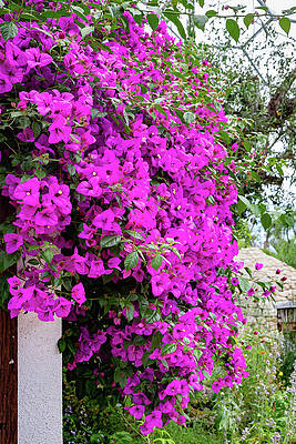 Wall Art featuring the photograph The Eden Project 8 by Cindy Robinson