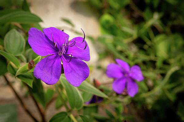 Wall Art featuring the photograph The Eden Project 9 by Cindy Robinson
