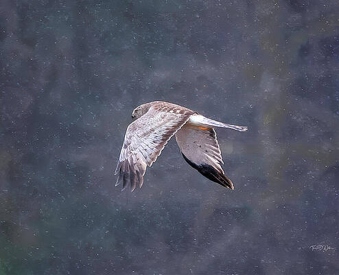 Sky Photograph - The Elusive Grey Ghost Of Cades Cove by Theresa D Williams Smoky Mountains
