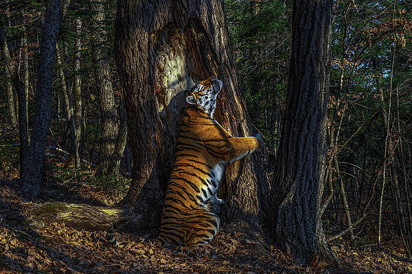 The Embrace by Sergey Gorshkov