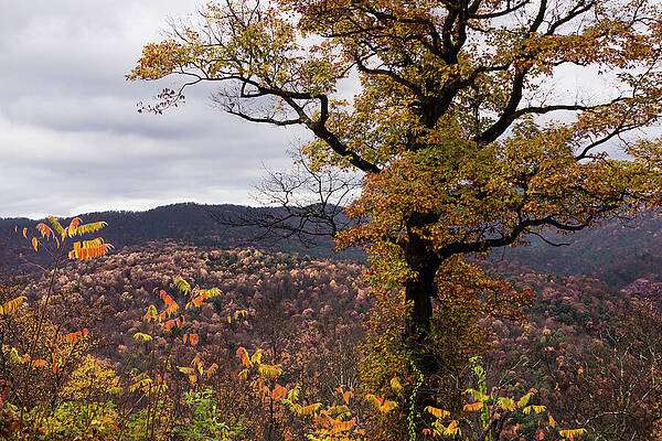 Tree Photograph - The End Of Fall by David Fountain