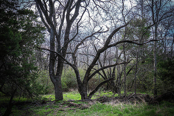 Texas Wall Art featuring the photograph The End Of The Road by Ron Long Ltd Photography