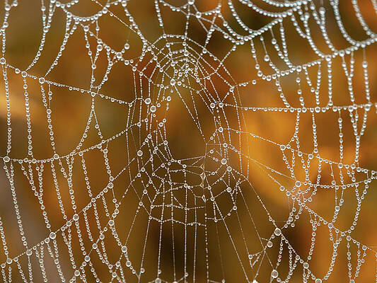 Wall Art featuring the photograph The Entanglements by Joe Schofield