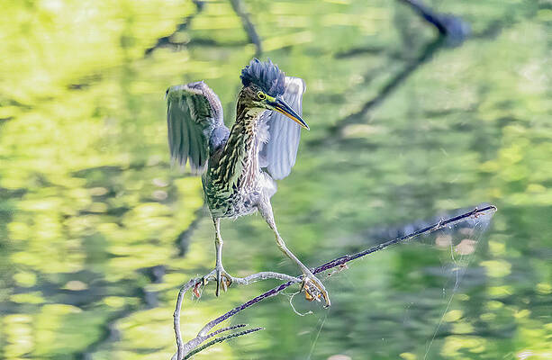 Tennessee Photograph - The Entertainer by Marcy Wielfaert