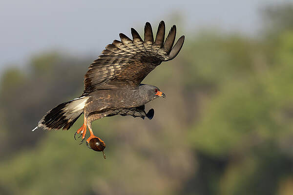 Florida Photograph - The Escape by RD Allen