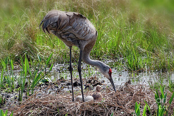 Fl Wall Art featuring the photograph The First Born 3 Of 12 by Mary Lou Chmura