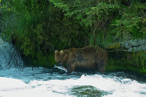 Fish Wall Art featuring the photograph The Fishing Office by Harry Banks
