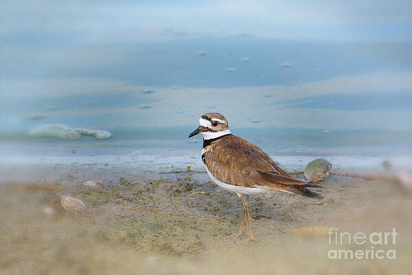 Wall Art featuring the photograph The Forlorn Killdeer by Mary Lou Chmura