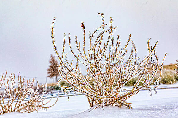 Winter Wall Art featuring the photograph The Freeze by Kelley King