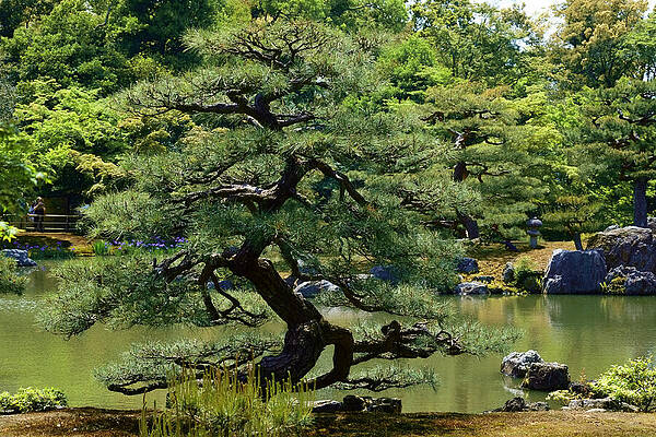 Serene Wall Art featuring the photograph The Garden Of Kinkaku-ji Temple by Travel Essayist