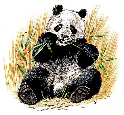 Animal Wall Art featuring the painting Giant Panda by Gene Jarvis