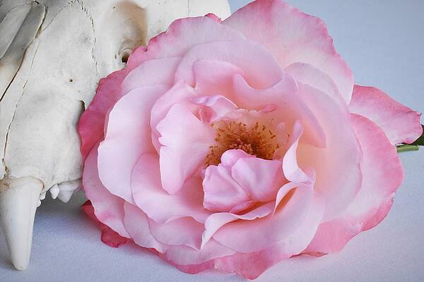 Wall Art featuring the photograph The Gift #2 by Alden White Ballard