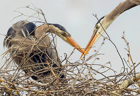 Beautiful Photograph - The Gift by Gina Fitzhugh