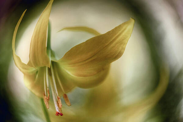 Abstract Photograph - The Gold Angel by Ursula Abresch