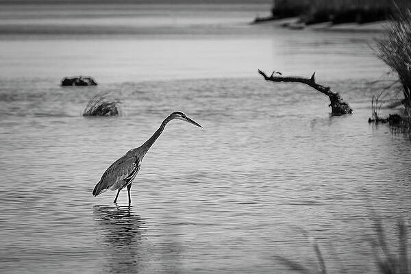 Virginia Photograph - The Great Hunter by David Fountain