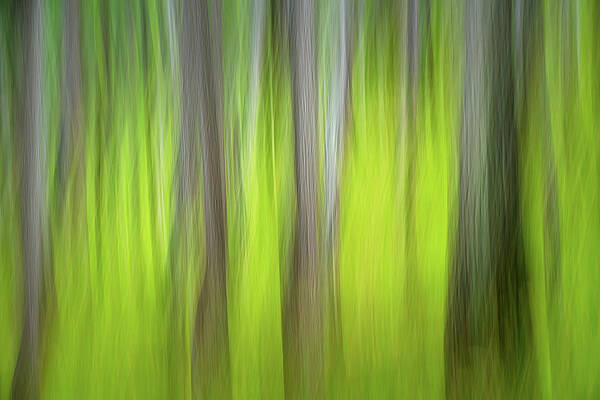 Tree Photograph - The Green Woods 2 by Ursula Abresch