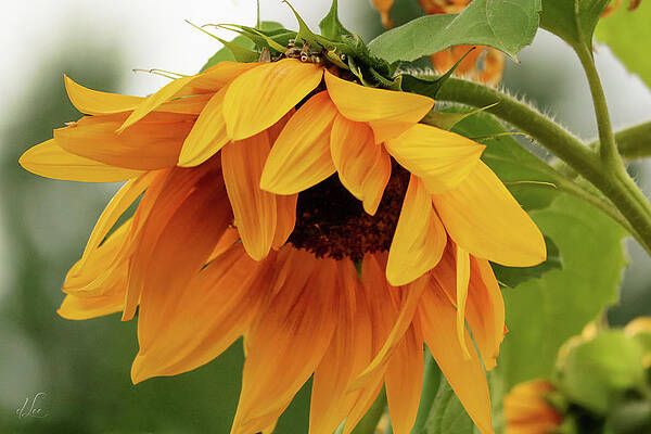 Green Photograph - The Humble Sunflower by D Lee