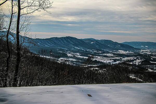 Wall Art featuring the photograph The Last Fallen Leaf by Deb Beausoleil