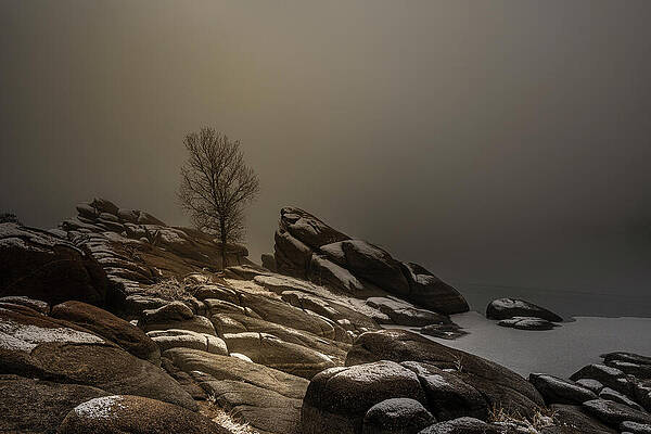 Serene Photograph - The Lone Cottonwood In Fog by Matt Halvorson