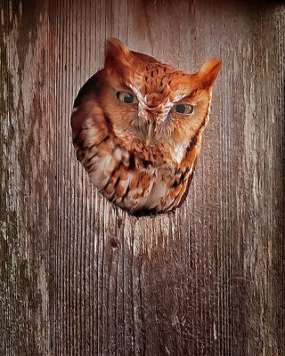 Wall Art featuring the photograph The Look by Jim E Johnson