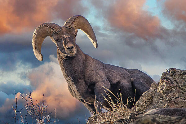 Wall Art featuring the photograph The Lookout by Jon Snyder
