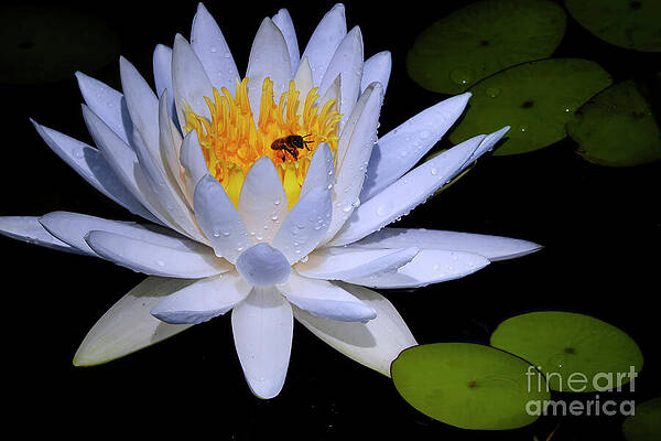 Wall Art featuring the photograph The Lotus Flower And The Honeybee by Mary Lou Chmura