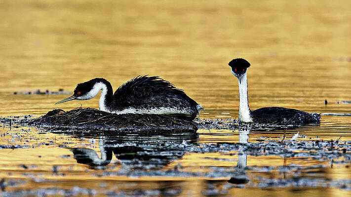 Wild Wall Art featuring the photograph The Moment Of Anticipation -- Male And Female Western Grebes At Santa Margarita Lake, California by Darin Volpe