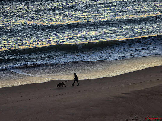 Dog Photograph - The Morning Stroll by Rene Vasquez
