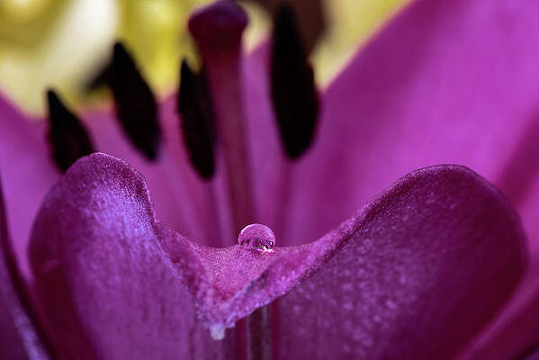 Photograph - The Mouth Of A Flower by Matt Halvorson