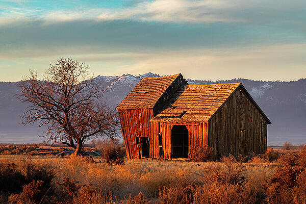 Wall Art featuring the photograph The Old Barn.  Lassen County California Barn At Sunrise by Mike Lee