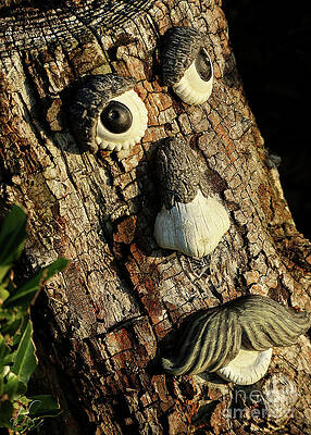 Wall Art featuring the photograph The Old Man In Tree by D Lee