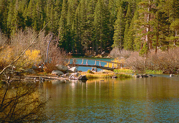 Tree Photograph - The Old Tamarack Bridge At Twin Lakes, Mammoth Lakes by Bonnie Colgan