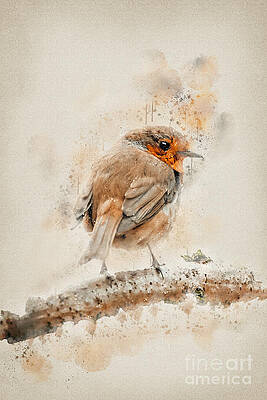 Orange Tit Perched Calmly Wall Art