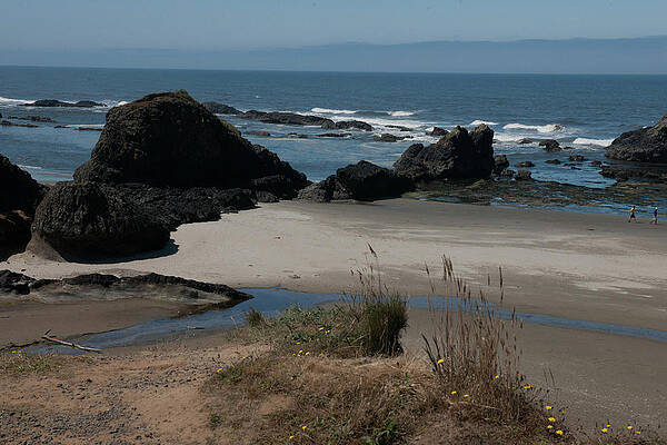Flower Wall Art featuring the photograph Hwy 101 Scenic Viewpoint On Oregon Coastline by Bonnie Colgan