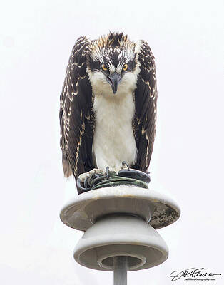 Feather Wall Art featuring the photograph The Osprey Eye by Joe Fisher