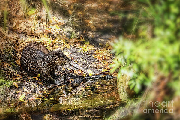 Wall Art featuring the photograph The Otter Banks Of Fenney by Mary Lou Chmura